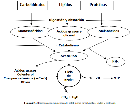 En Que Se Diferencia El Metabolismo De Carbohidratos Lipidos Y Proteinas