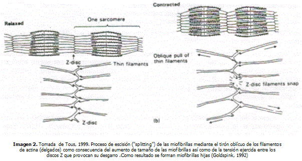 Hipertrofia+muscular