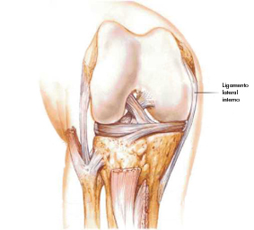 Ligamento interno rodilla