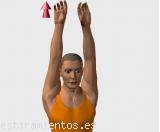 Estiramiento (stretching, streching) recomendado para:  baloncesto,  atletismo,  senderismo,  voleibol,  golf,  balonmano,  brazos,  silla,  oficina,  pilates,  relajacion de espalda,  vuelo,  trapecio,  deltoides.