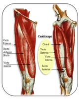 Que es una tendinitis en la rodilla