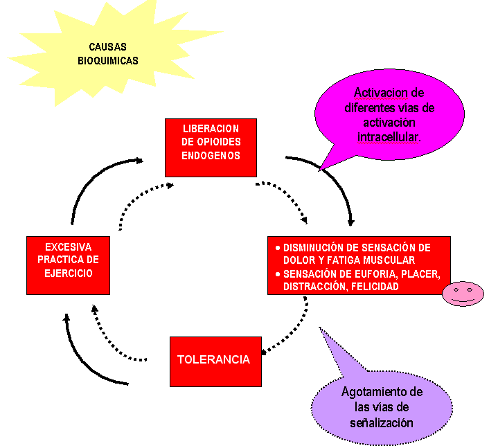 Que Es El Sistema Nervioso Central Psicologia