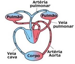 circulacao_sangue111