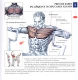 Ejercicios Pectoral