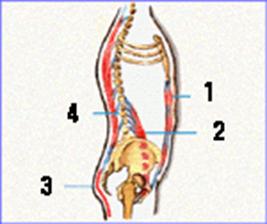 sistema muscular