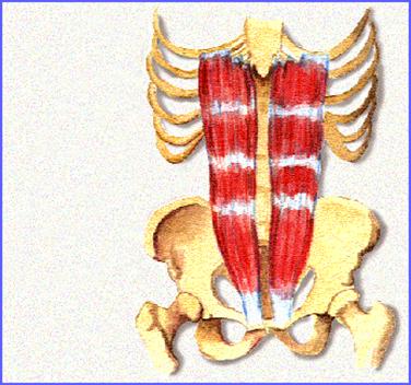 abdominales