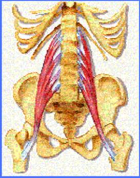 psoas