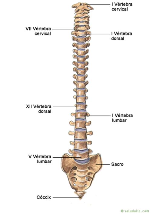 Cuerpo humano: toda la información del esqueleto y un material