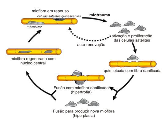 COMO MÚSCULOS CRESCEM? 💪🏻🔥 Nós precisamos causar danos controlados