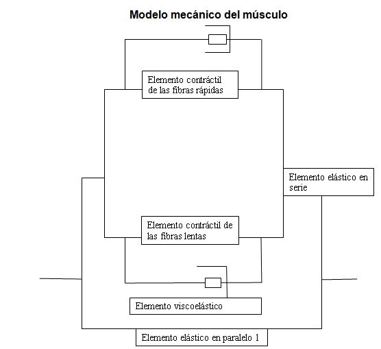 Nuevo modelo mecánico del músculo