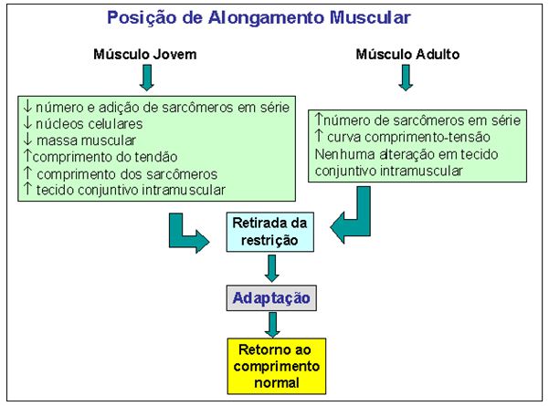 Representação esquemática do mecanismo molecular de temporização