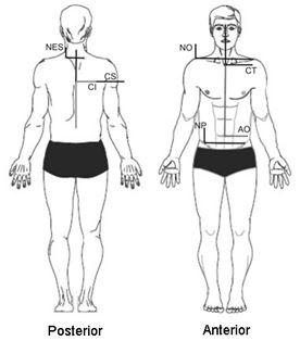 Postura e Cadeia estática posterior - DoFit