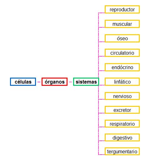 El Cuerpo Humano Desde La Cultura Fisica