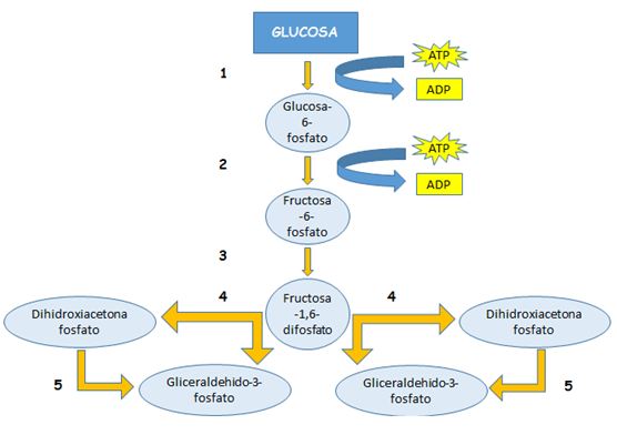 Explicación de la degradación de la glucosa. Un acercamiento al estudio de  la fisiología del ejercicio