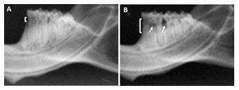 Figure 1. Mandible radiographs obtained from experimental animals