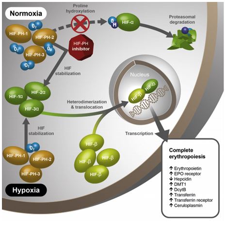 Figura 2. Fonte: Gupta, N., & Wish, J. B. (2017). Hypoxia-Inducible Factor Prolyl Hydroxylase Inhibitors: A Potential New Treatment for Anemia in Patients With CKD. Am J Kidney Dis. 69(6):815-826.