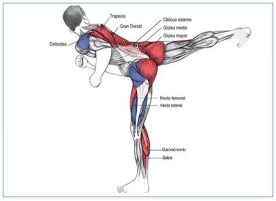 Figura 1. Músculos que intervienen en la patada mondolyo furyo chagui